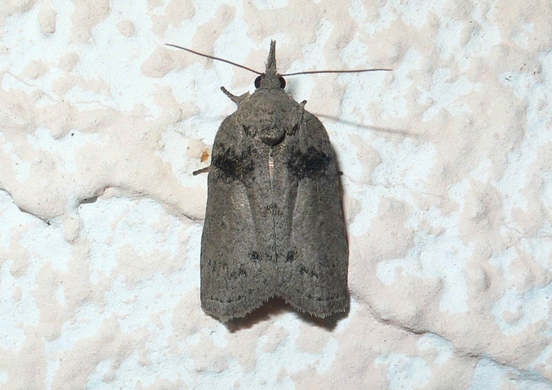 Nycteola ? S, Nycteola revayana (Nolidae)